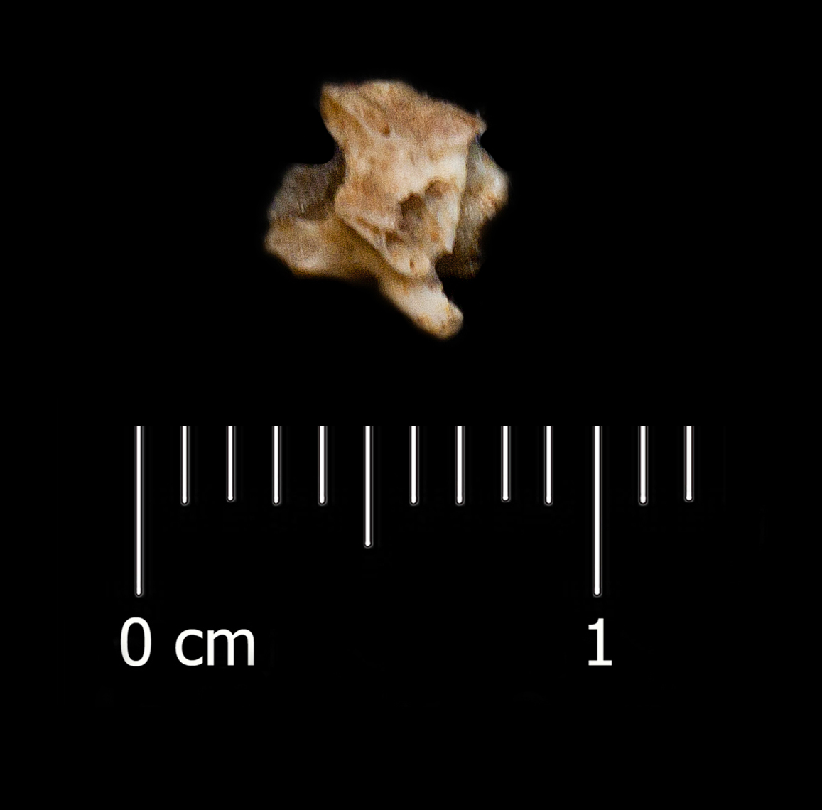 Fossile (vertebra, esemplare)