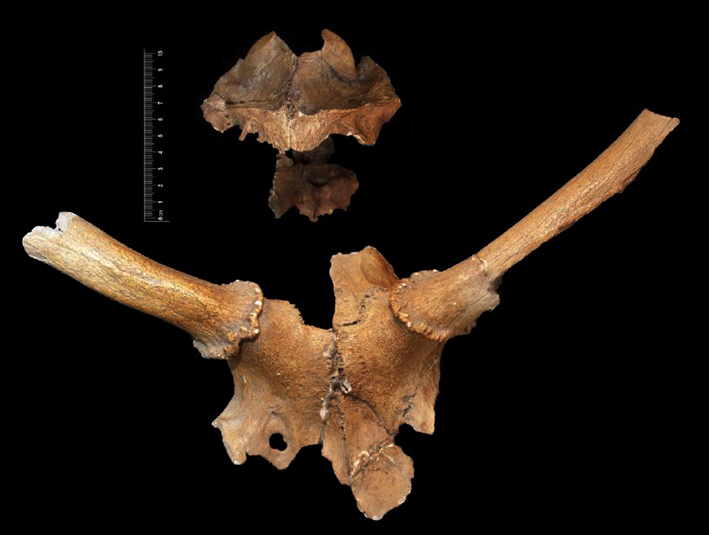 Fossile (cranio, esemplare)