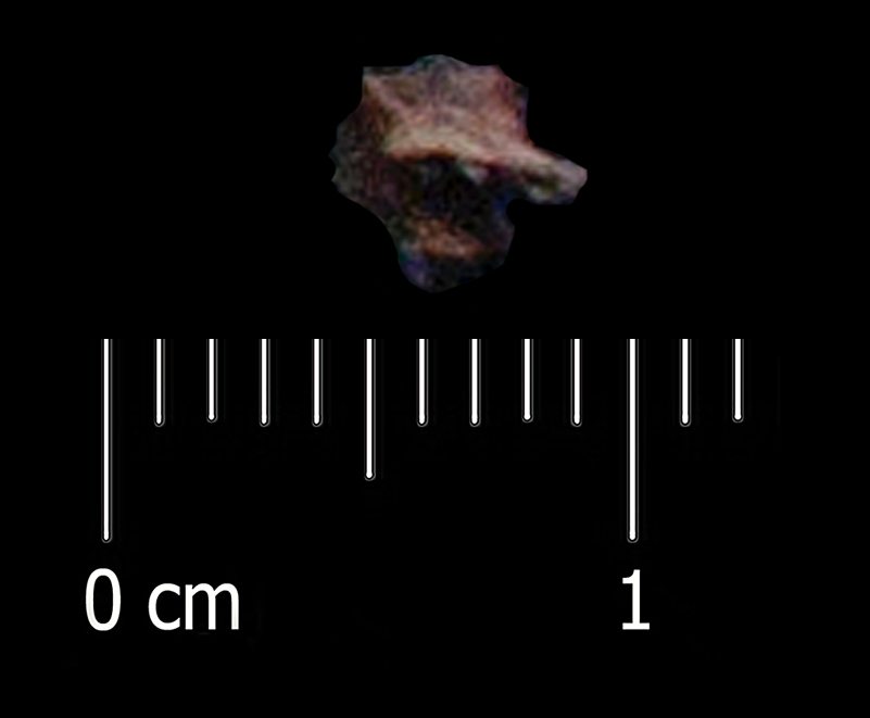 Fossile (vertebra, esemplare)