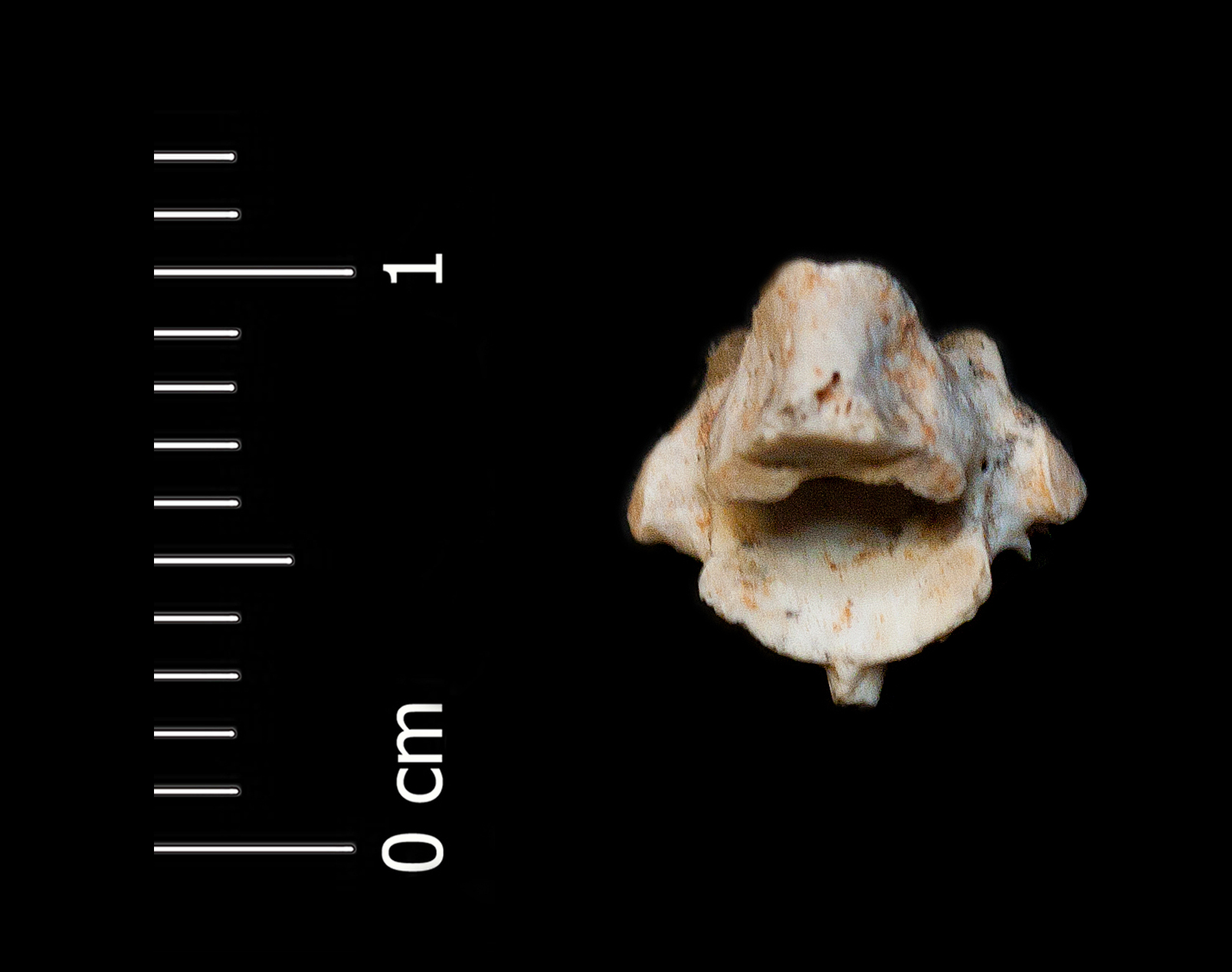 Fossile (vertebra, esemplare)