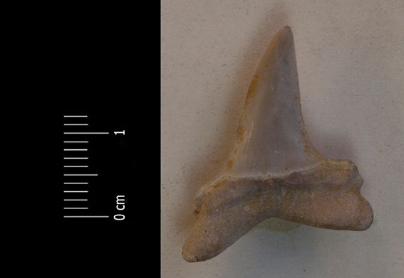 Fossile (dente di squalo, esemplare)