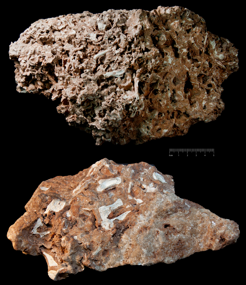 Fossile (breccia ossifera, associazione fossile)