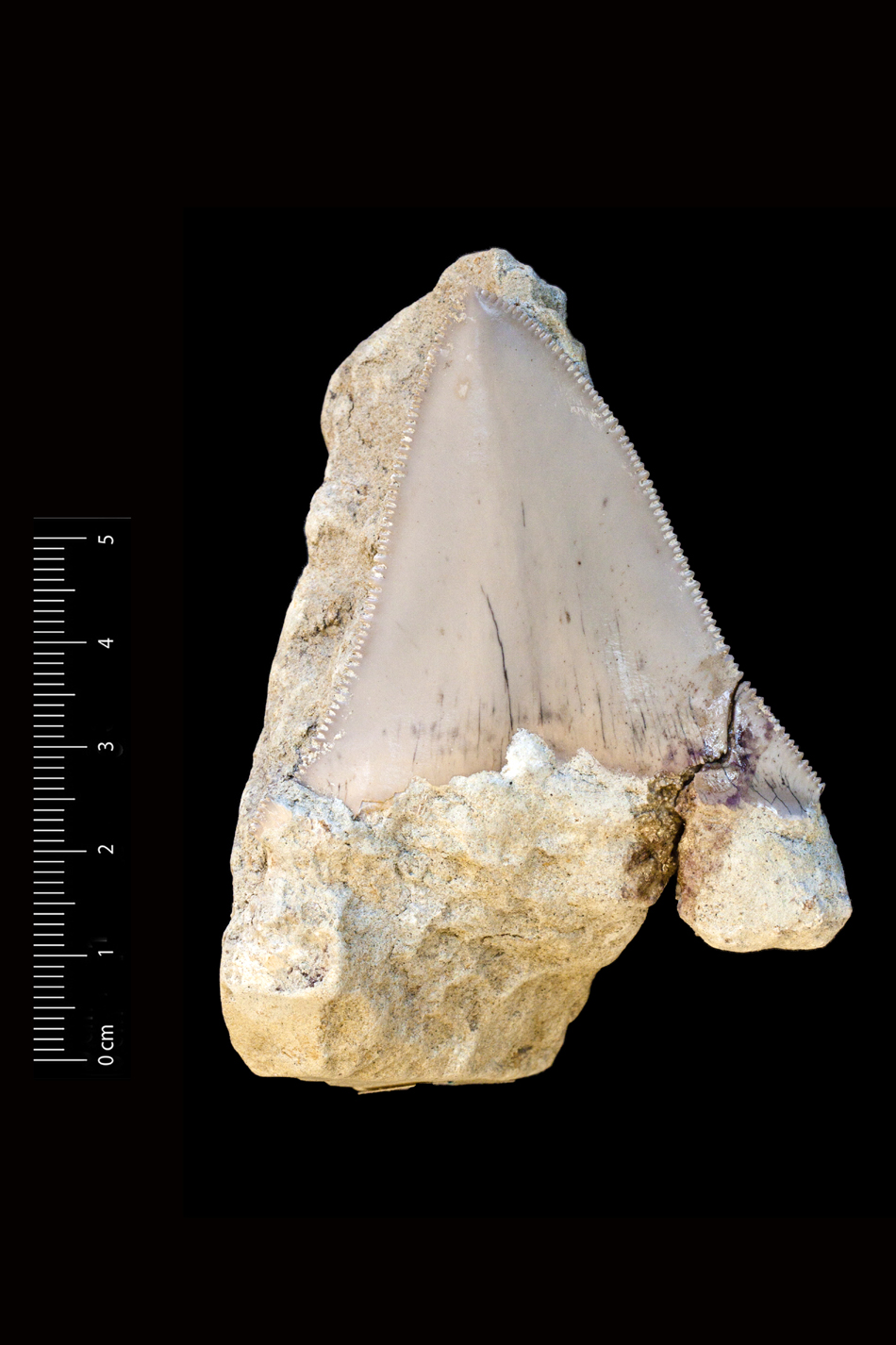 Fossile (dente di squalo, esemplare)