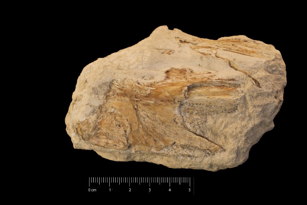 Fossile (osso opercolare, esemplare)