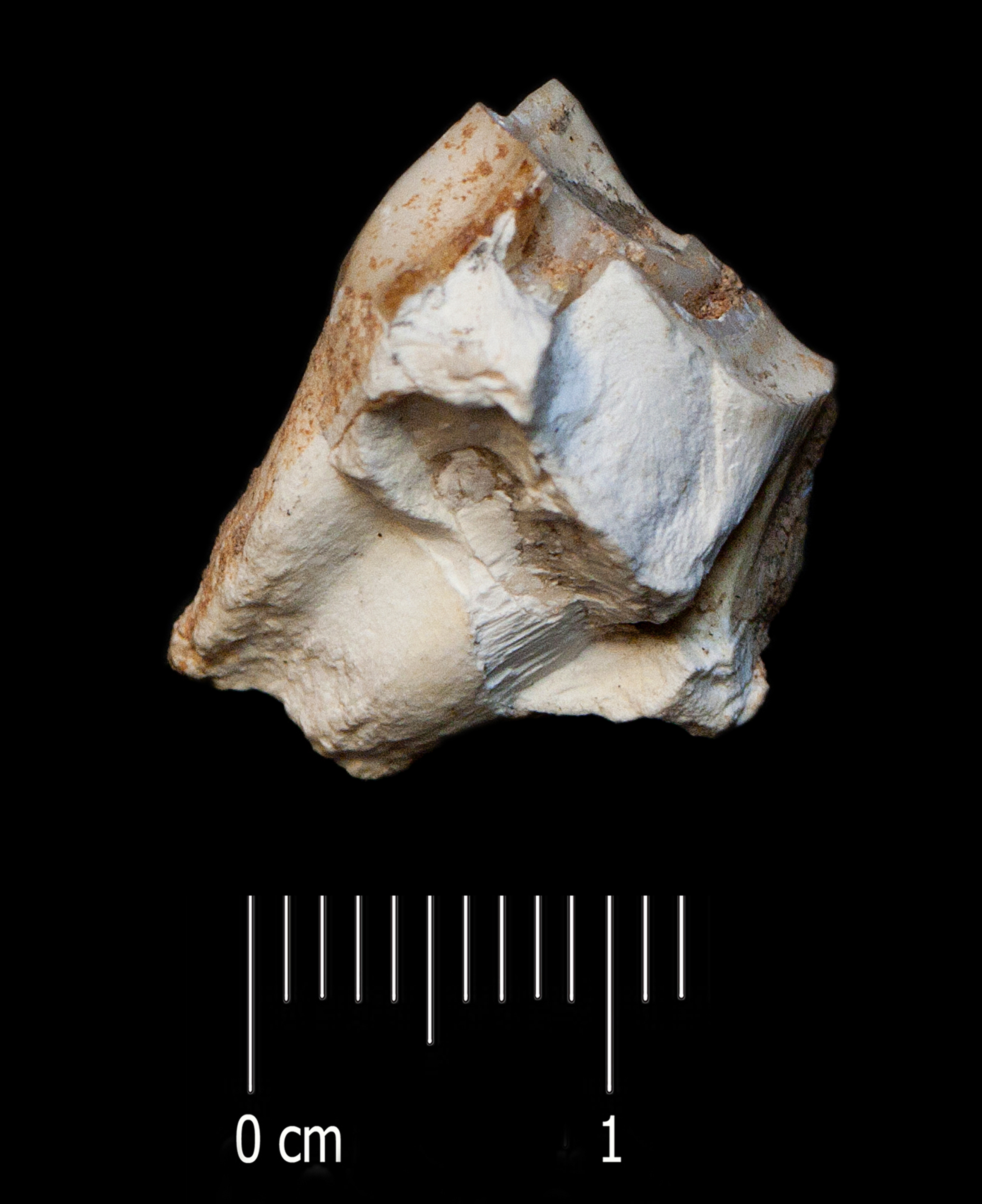 Fossile (dente, esemplare)