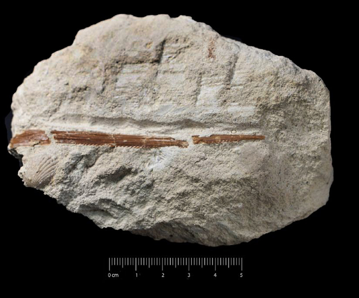 Fossile (spina caudale, esemplare)