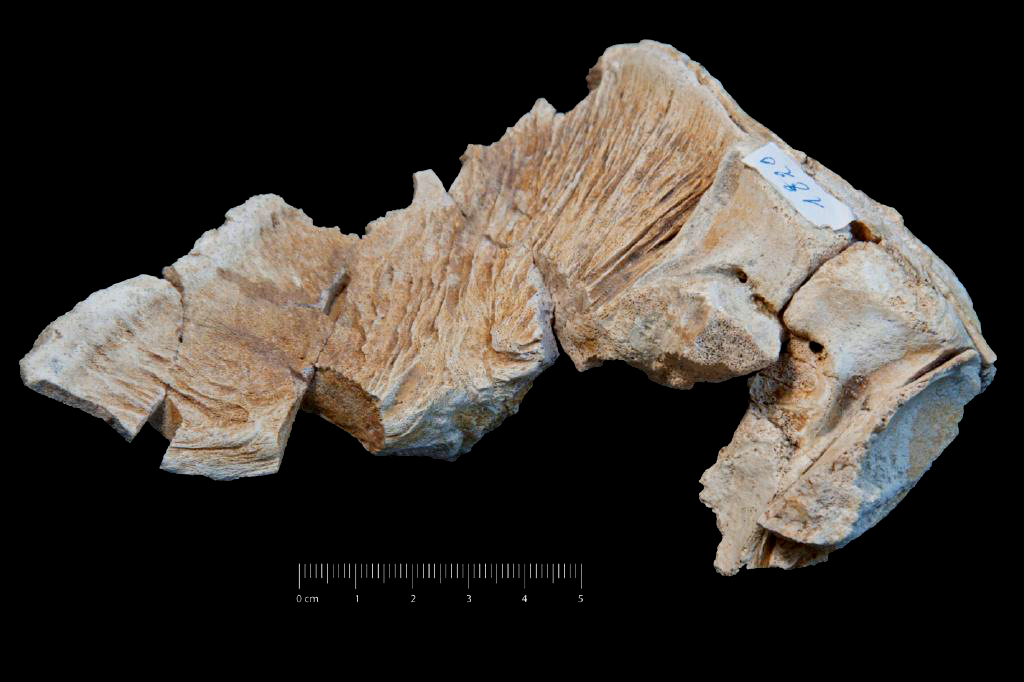 Fossile (frammento di cranio di delfino, esemplare)