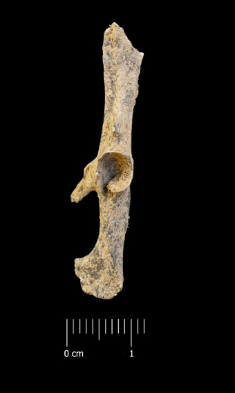 Fossile (bacino, esemplare)