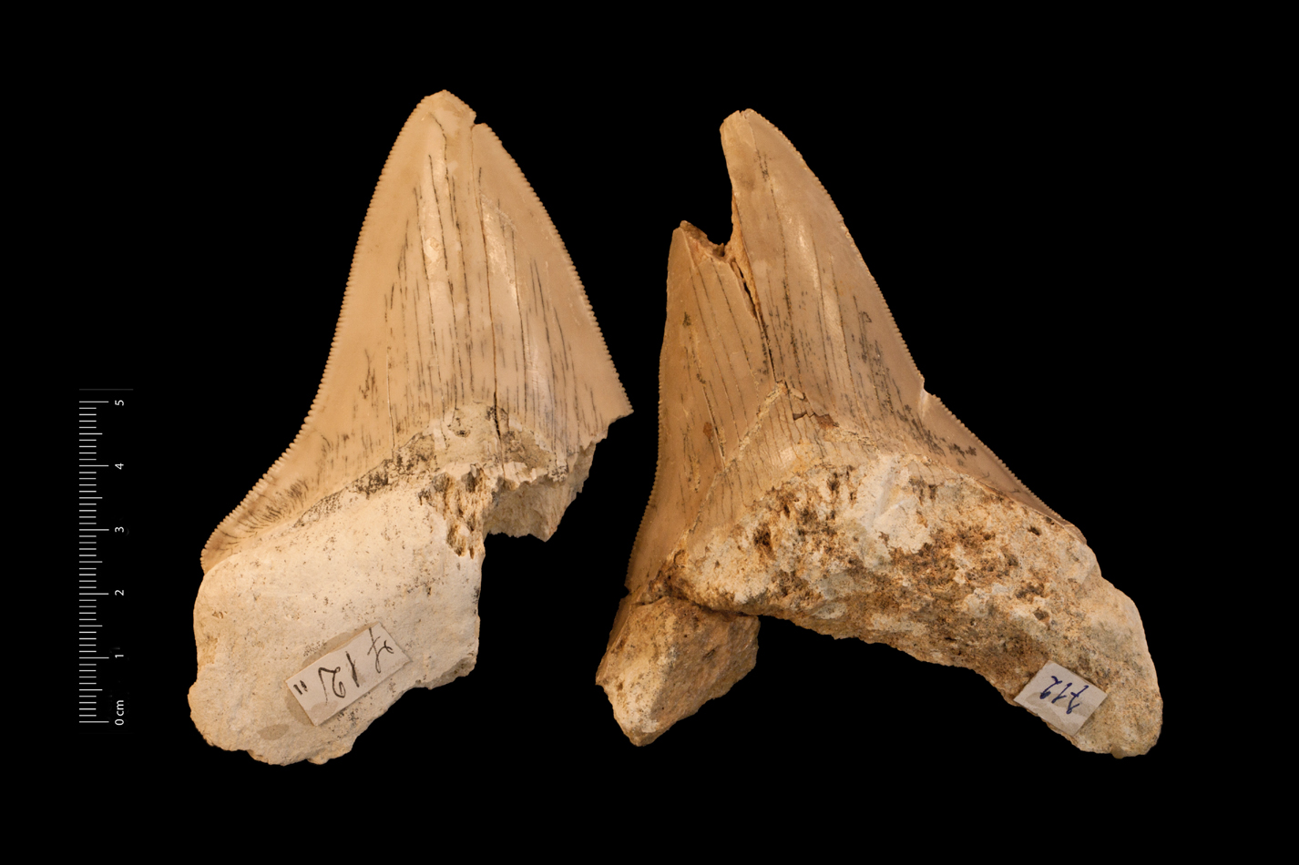 Fossile (denti di squalo, serie)