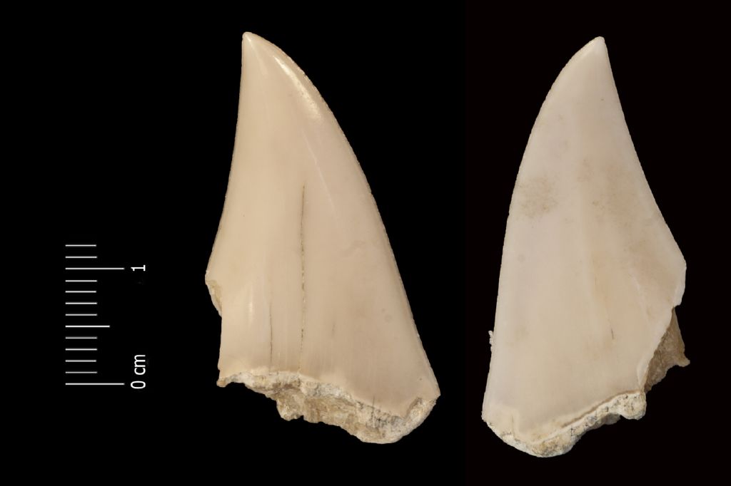 Fossile (dente di squalo, esemplare)