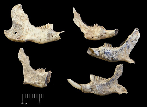 Fossile (mandibole, serie)
