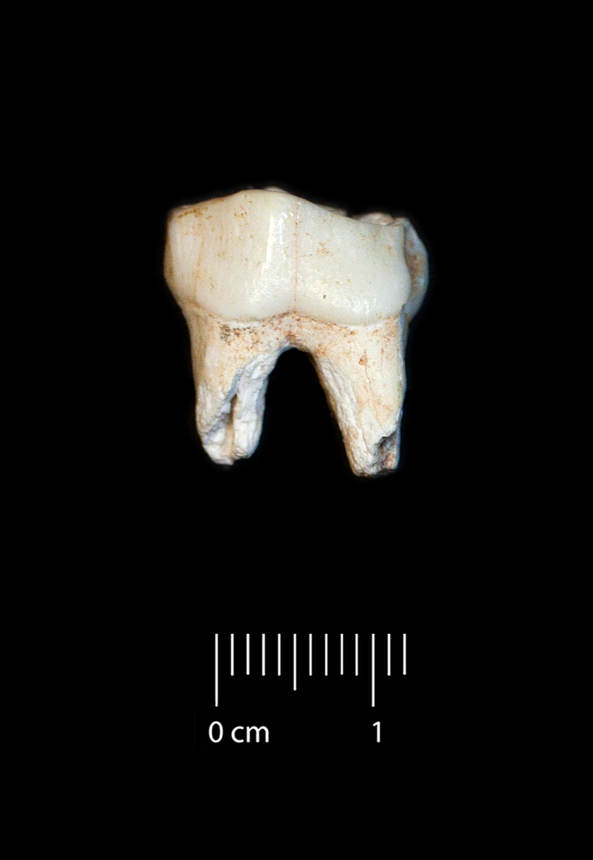 Fossile (dente, esemplare)