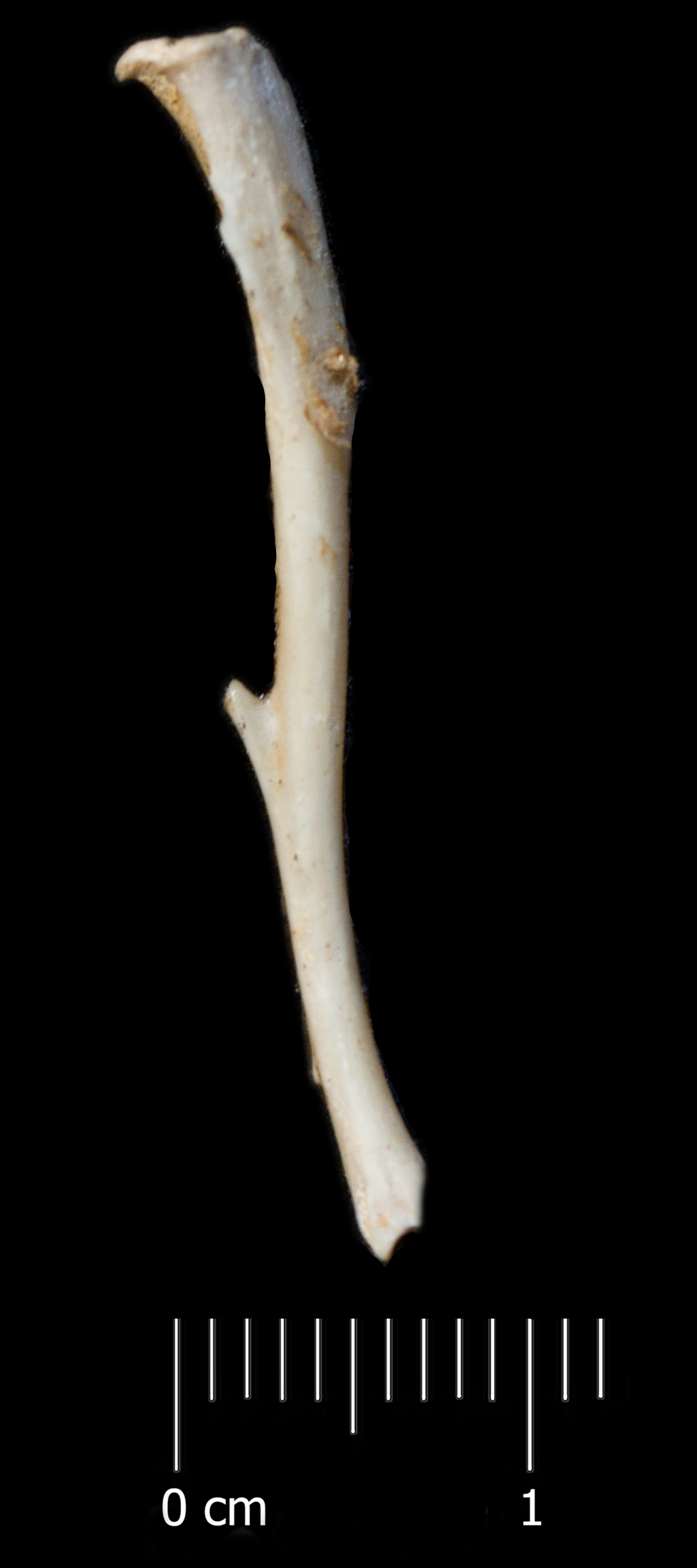 Fossile (tibia, esemplare)