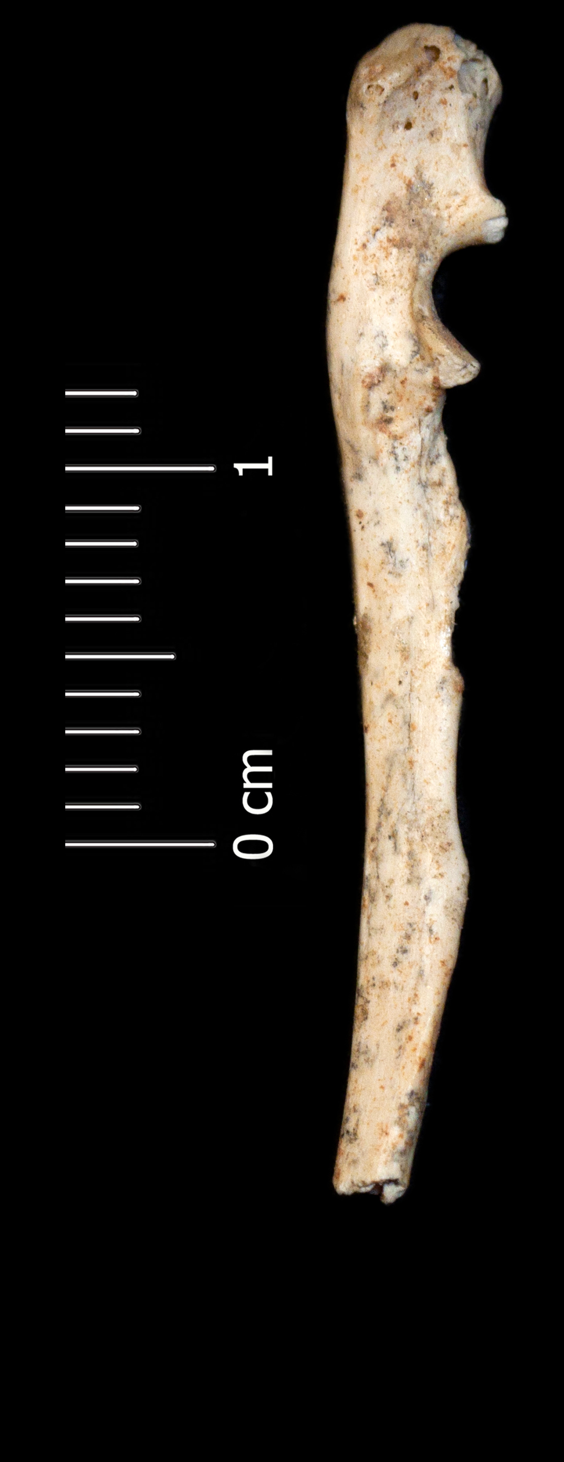 Fossile (ulna, esemplare)
