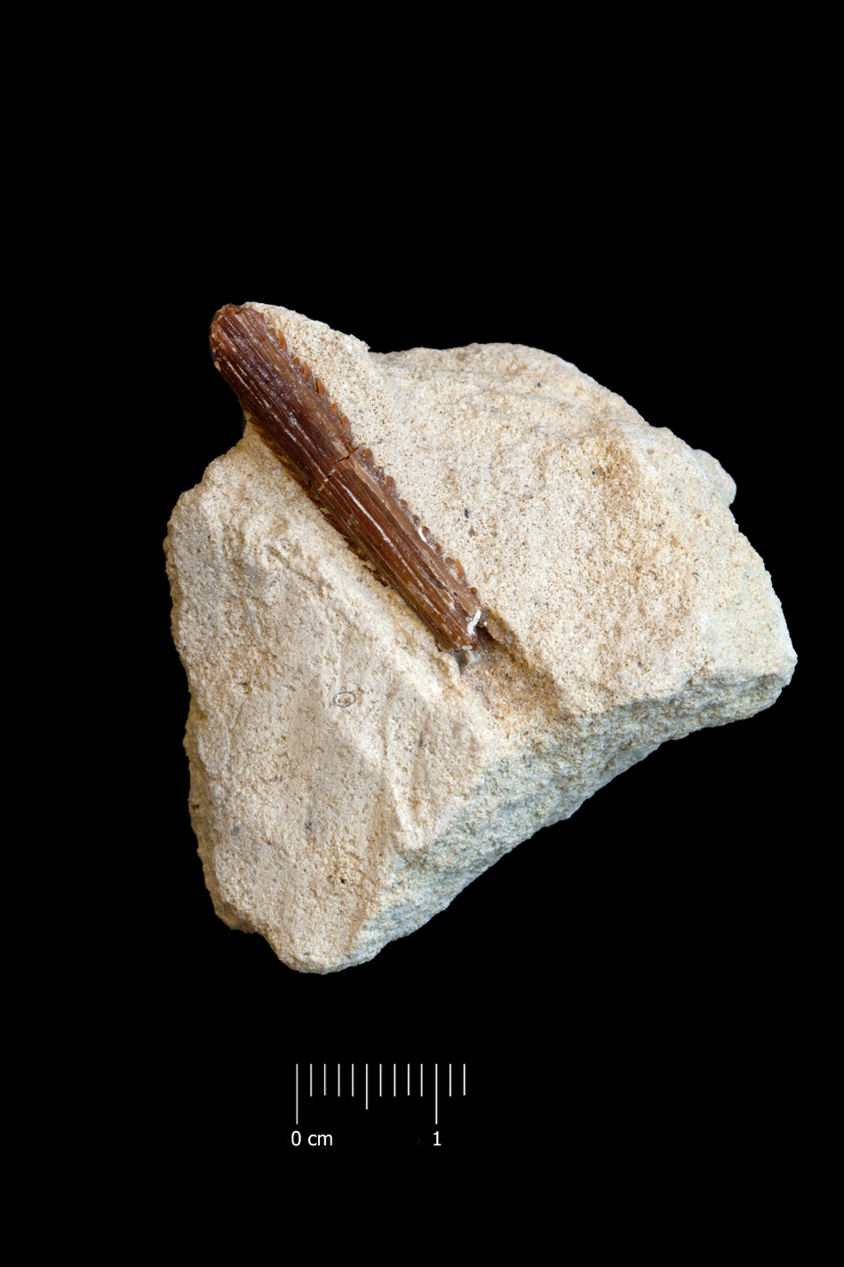 Fossile (spina caudale, esemplare)