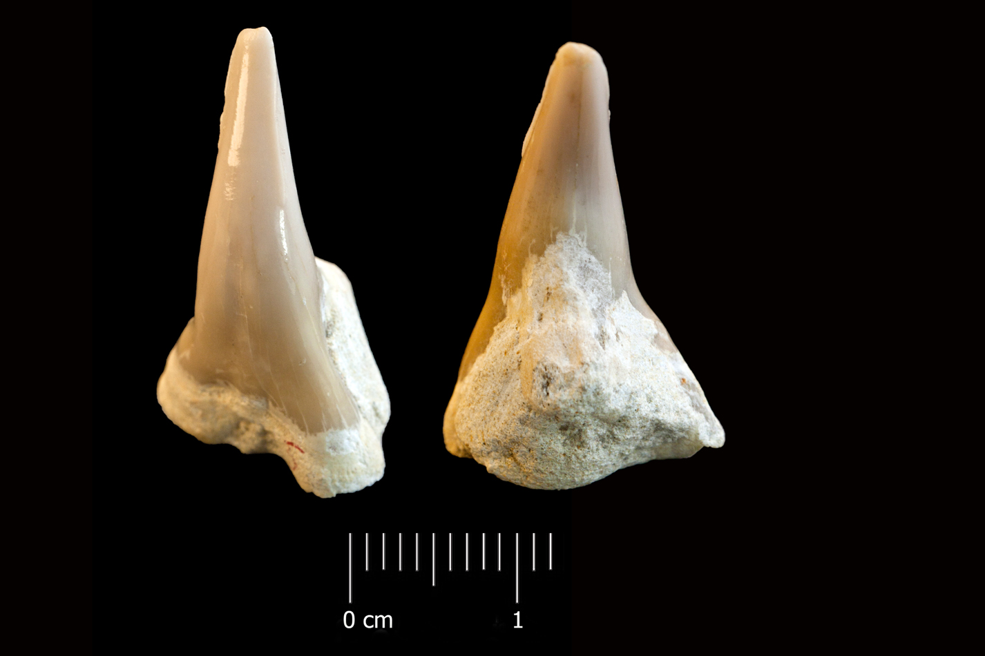 Fossile (dente di squalo, esemplare)