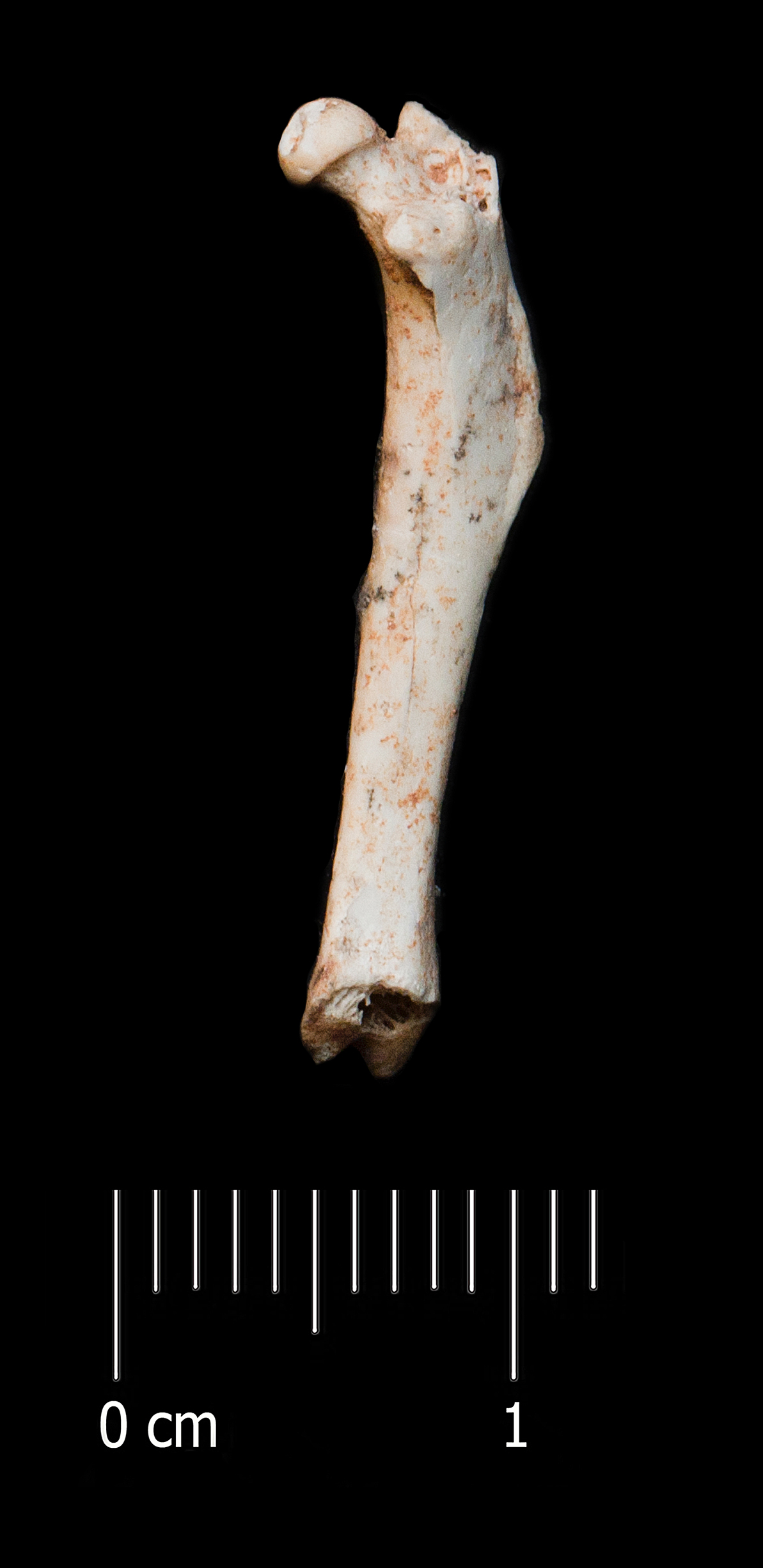 Fossile (femore, esemplare)