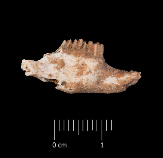 Fossile (mandibola destra, esemplare)