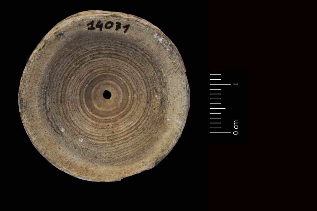 Fossile (vertebra di squalo, esemplare)