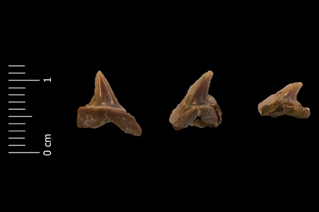 Fossile (denti di squalo, serie)