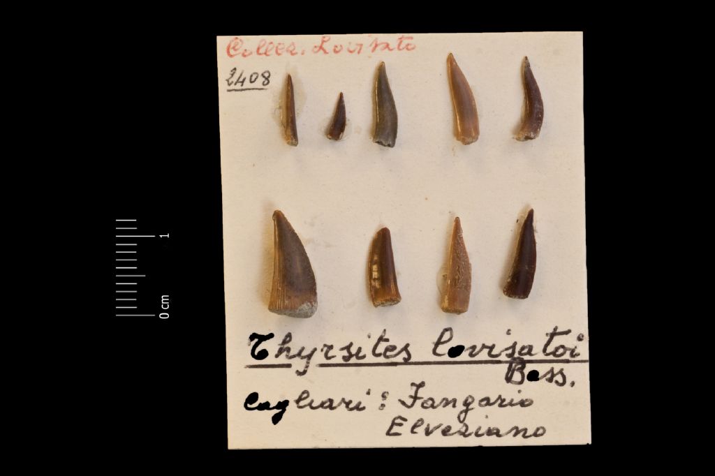 Fossile (denti di barracuda, serie)