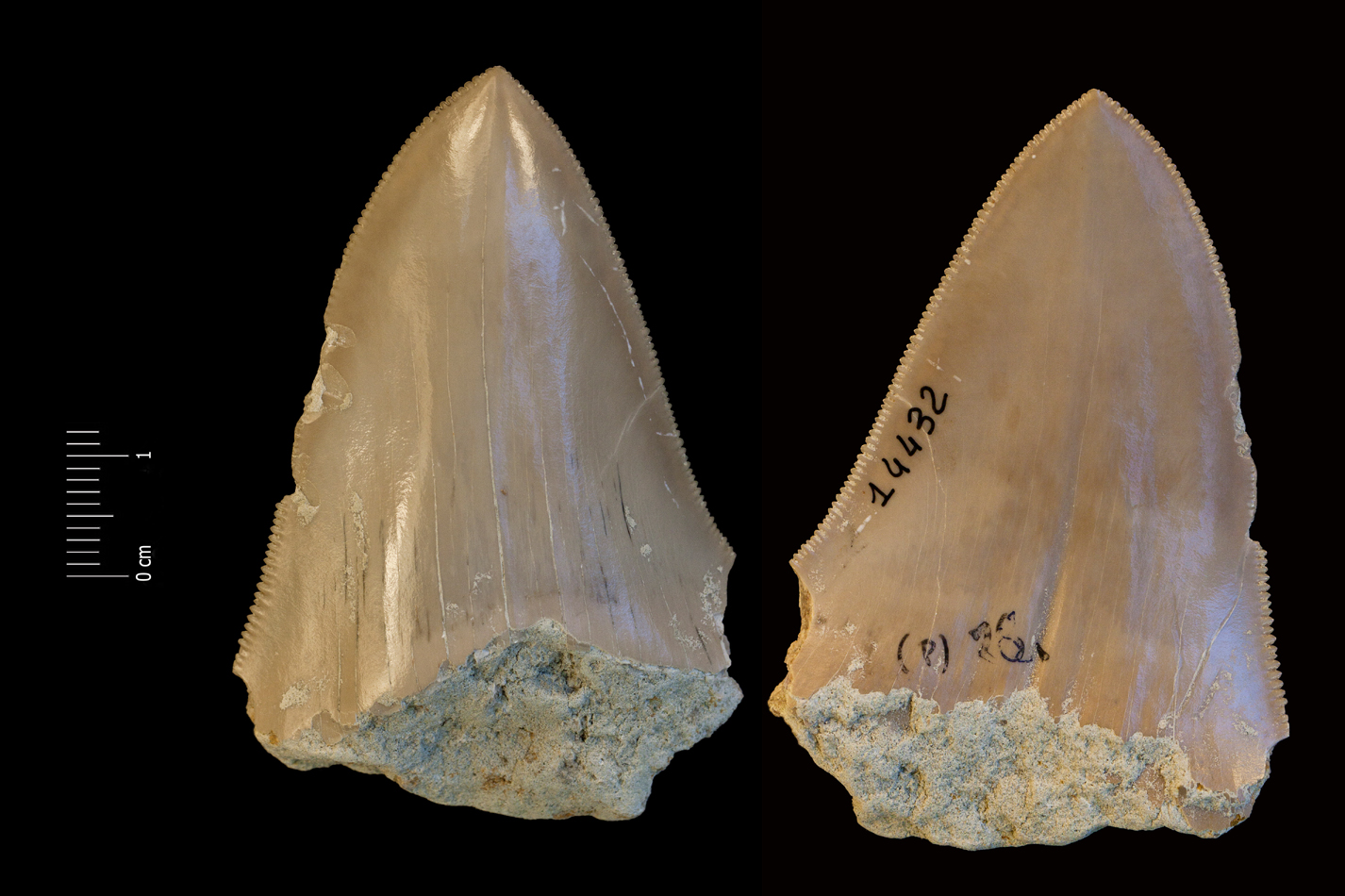 Fossile (dente di squalo, esemplare)