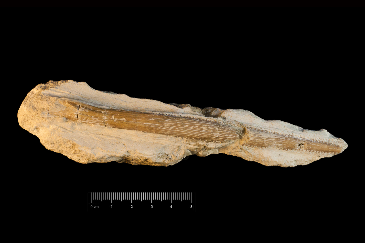 Fossile (spina caudale, esemplare)