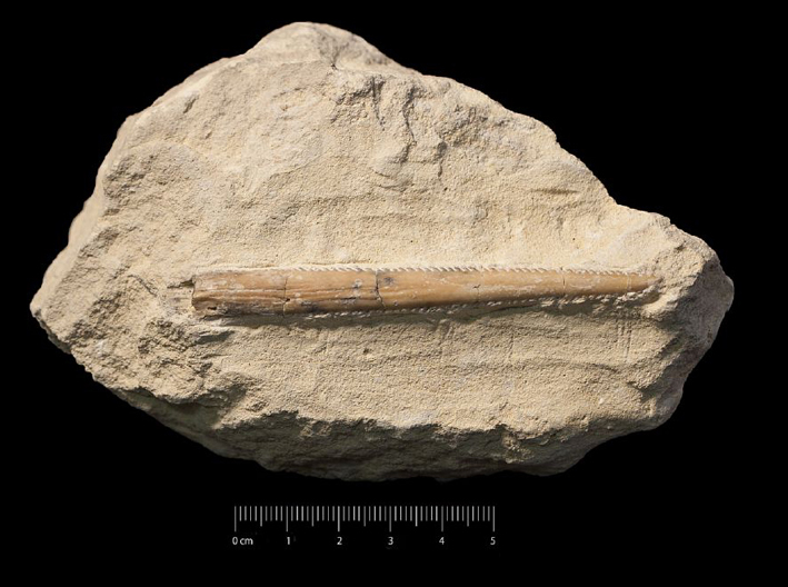 Fossile (spina caudale, esemplare)
