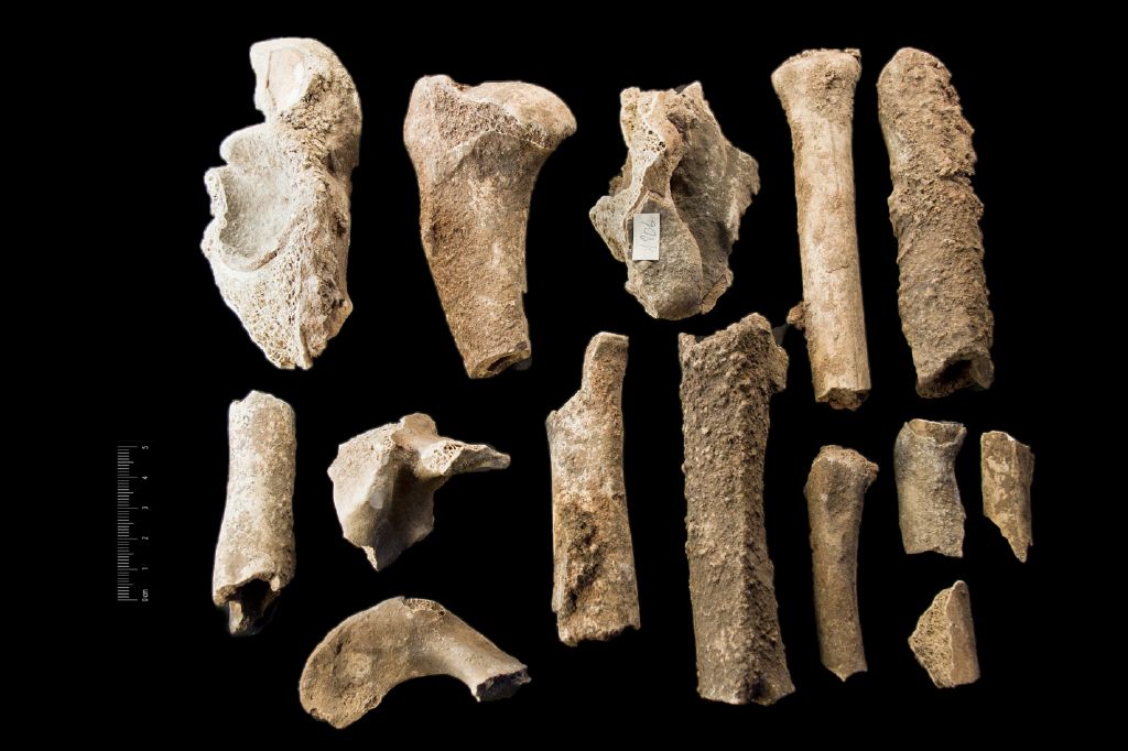 Fossile (serie di ossa di mammiferi di grosse dimensioni, serie)