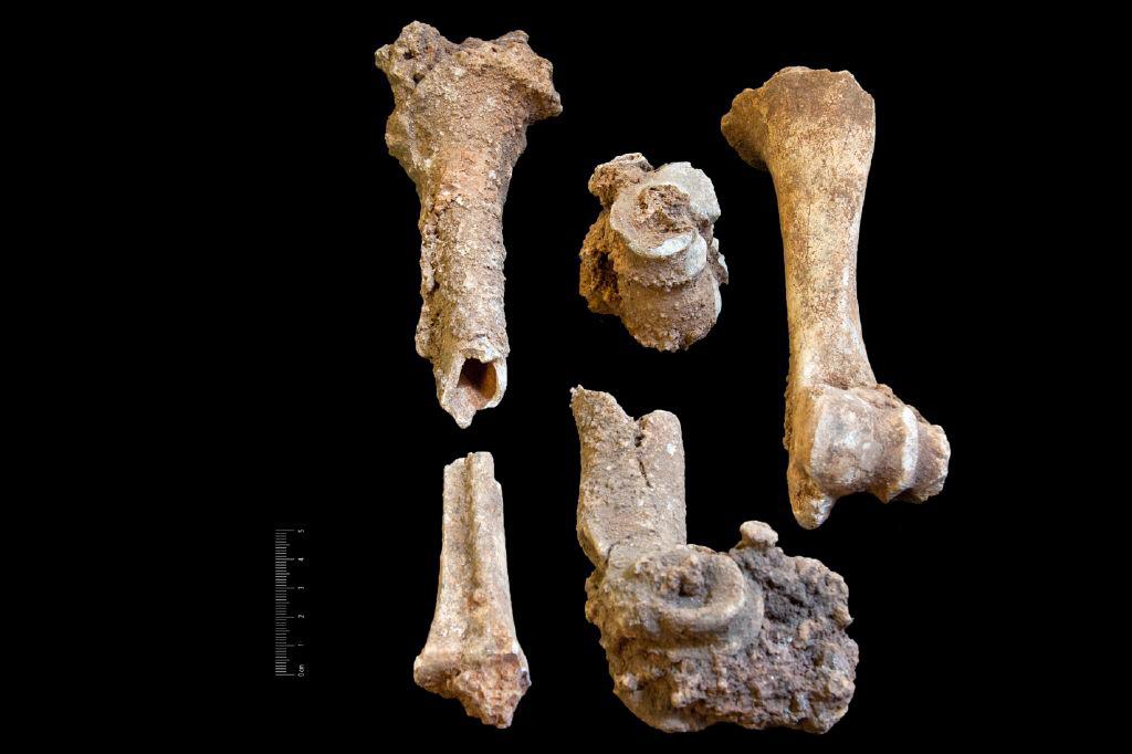 Fossile (ossa di cervide, serie)