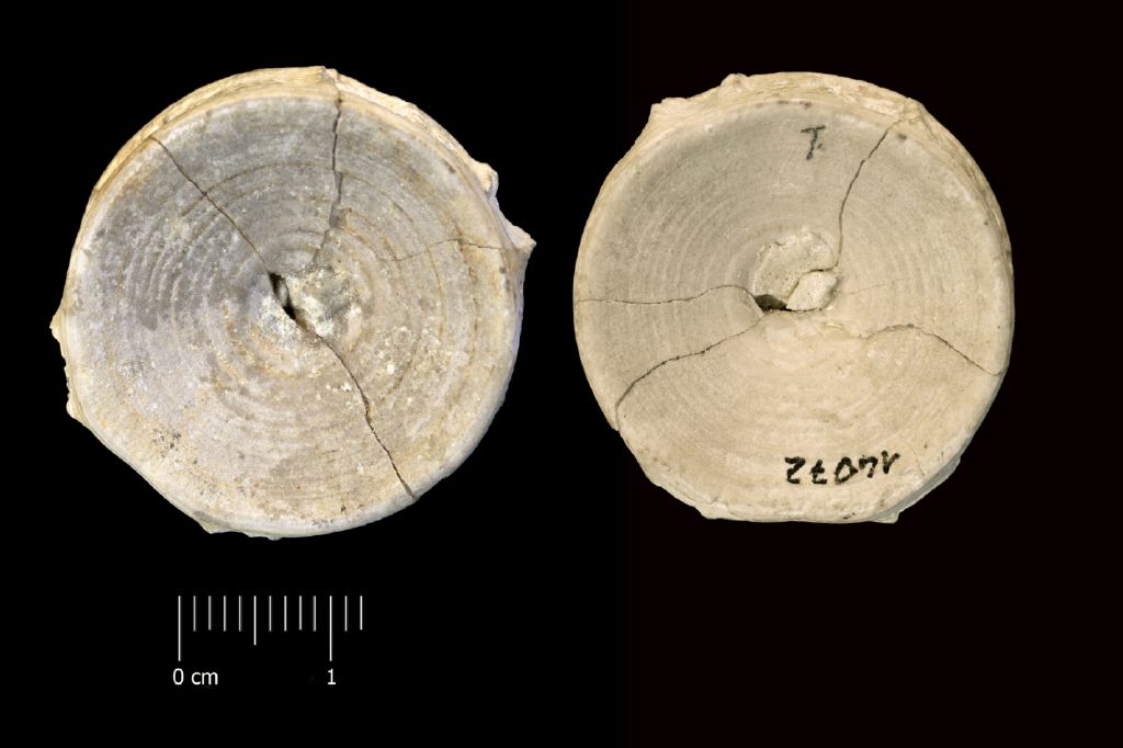 Fossile (vertebra di squalo, esemplare)