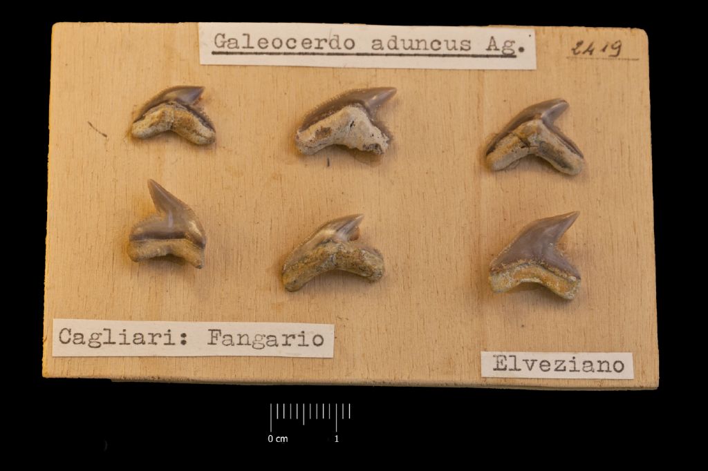 Fossile (denti di squalo, serie)
