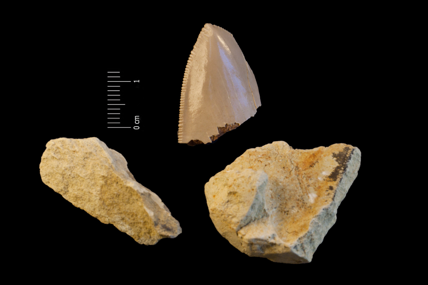 Fossile (dente di squalo, esemplare)