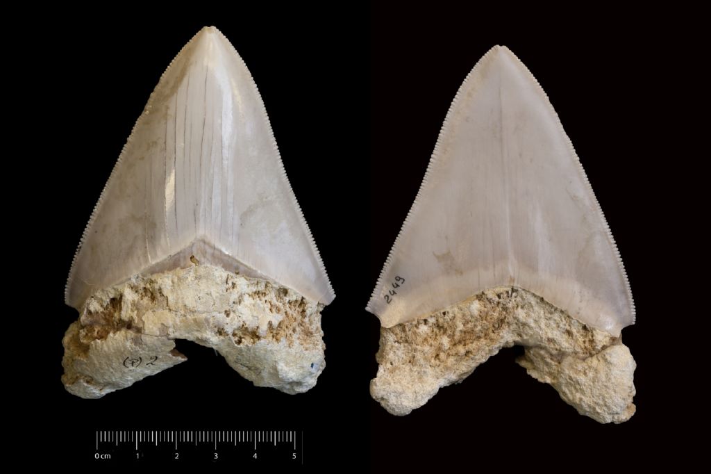 Fossile (dente di squalo, esemplare)