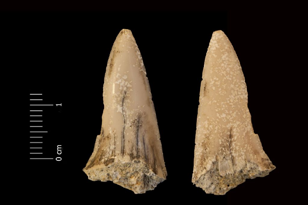 Fossile (dente di squalo, esemplare)