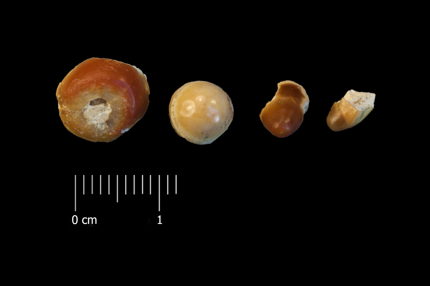 Fossile (denti di orata, serie)