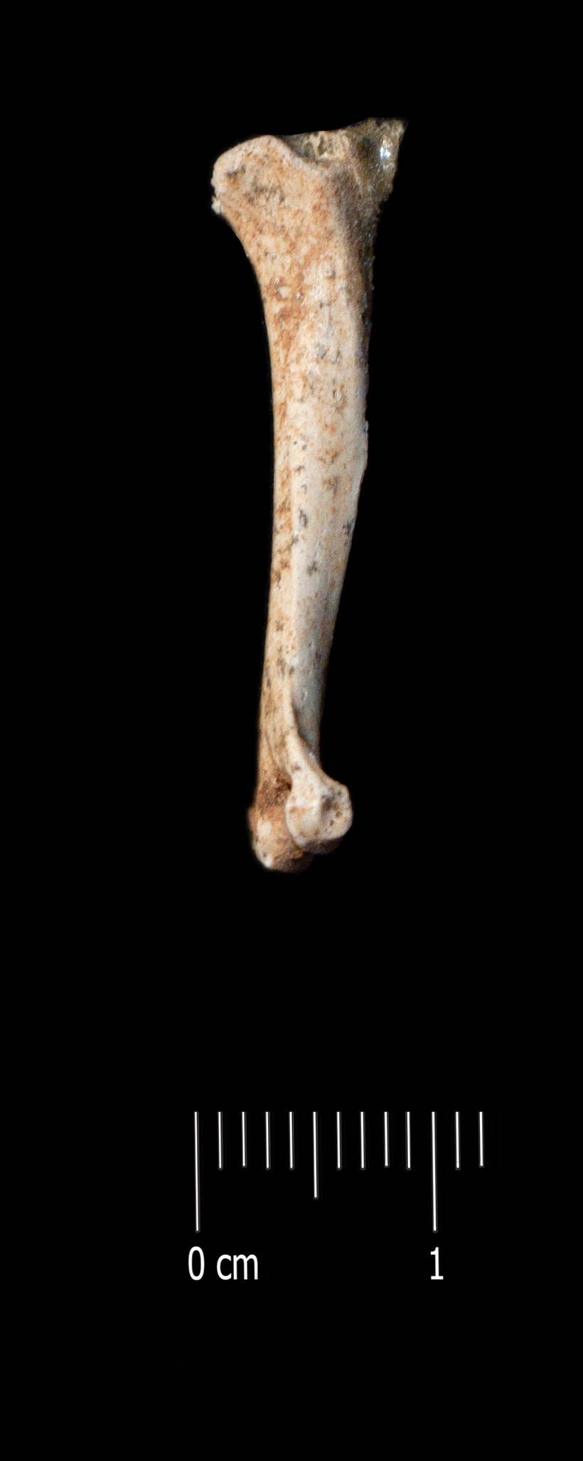 Fossile (omero, esemplare)