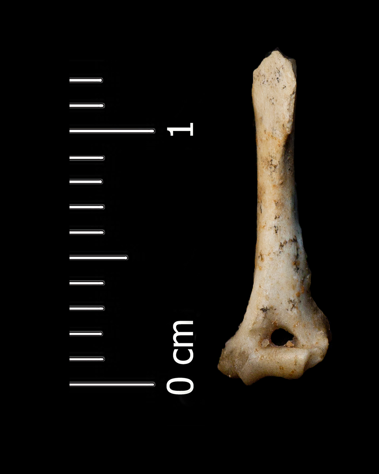 Fossile (omero, esemplare)
