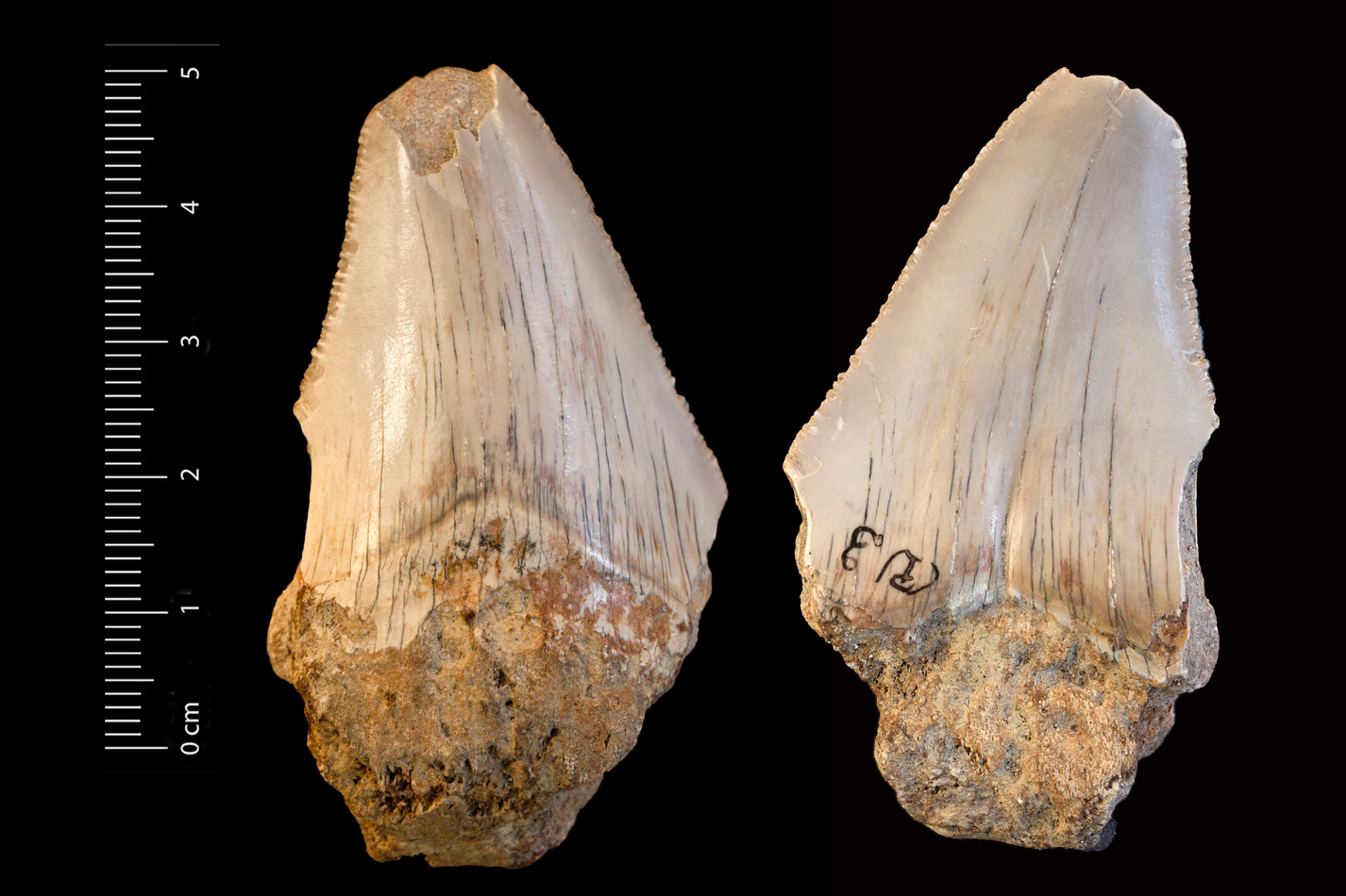 Fossile (dente di squalo, esemplare)