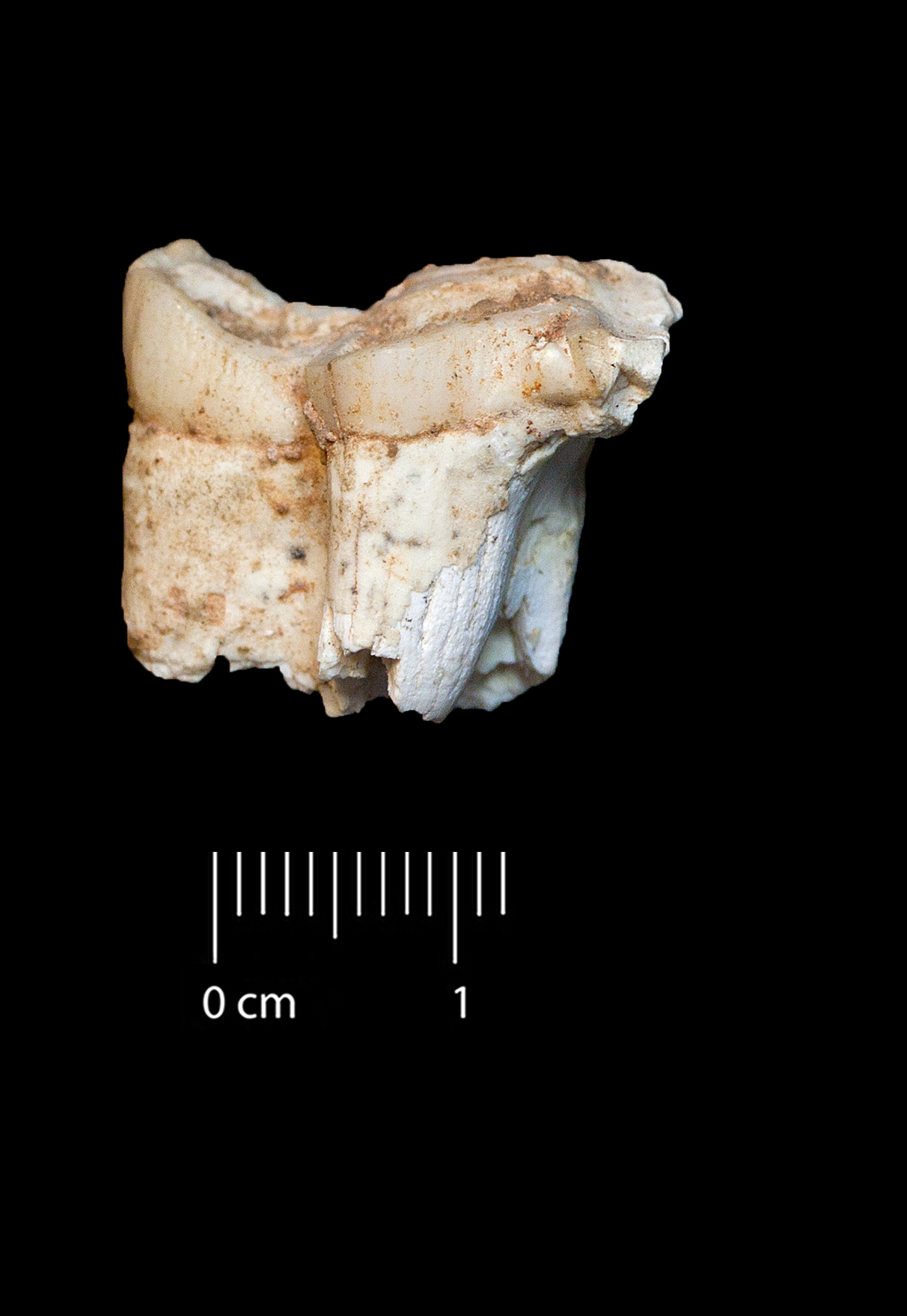 Fossile (dente, esemplare)