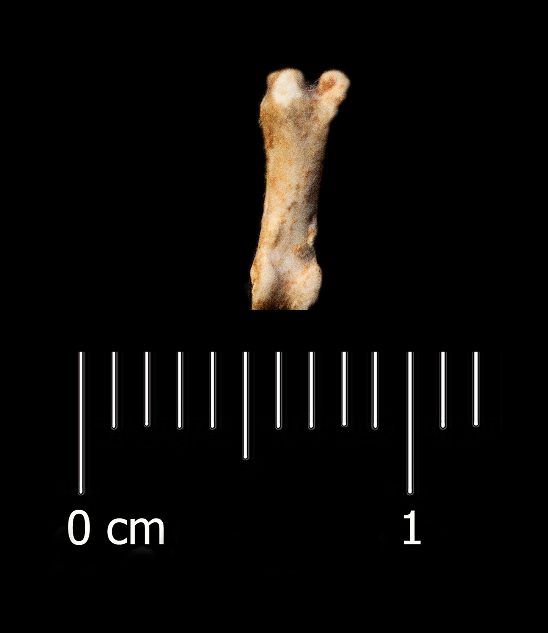 Fossile (falange, esemplare)