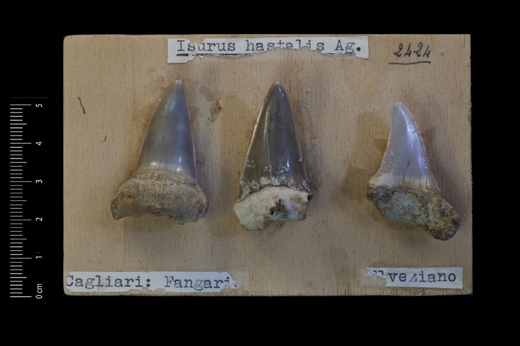Fossile (denti di squalo, serie)