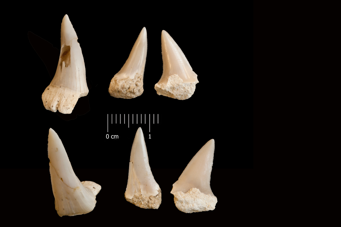 Fossile (denti di squalo, serie)