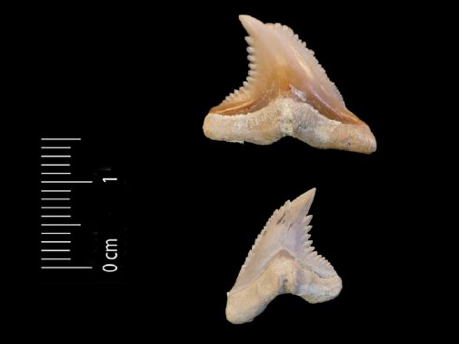 Fossile (denti di squalo, serie)