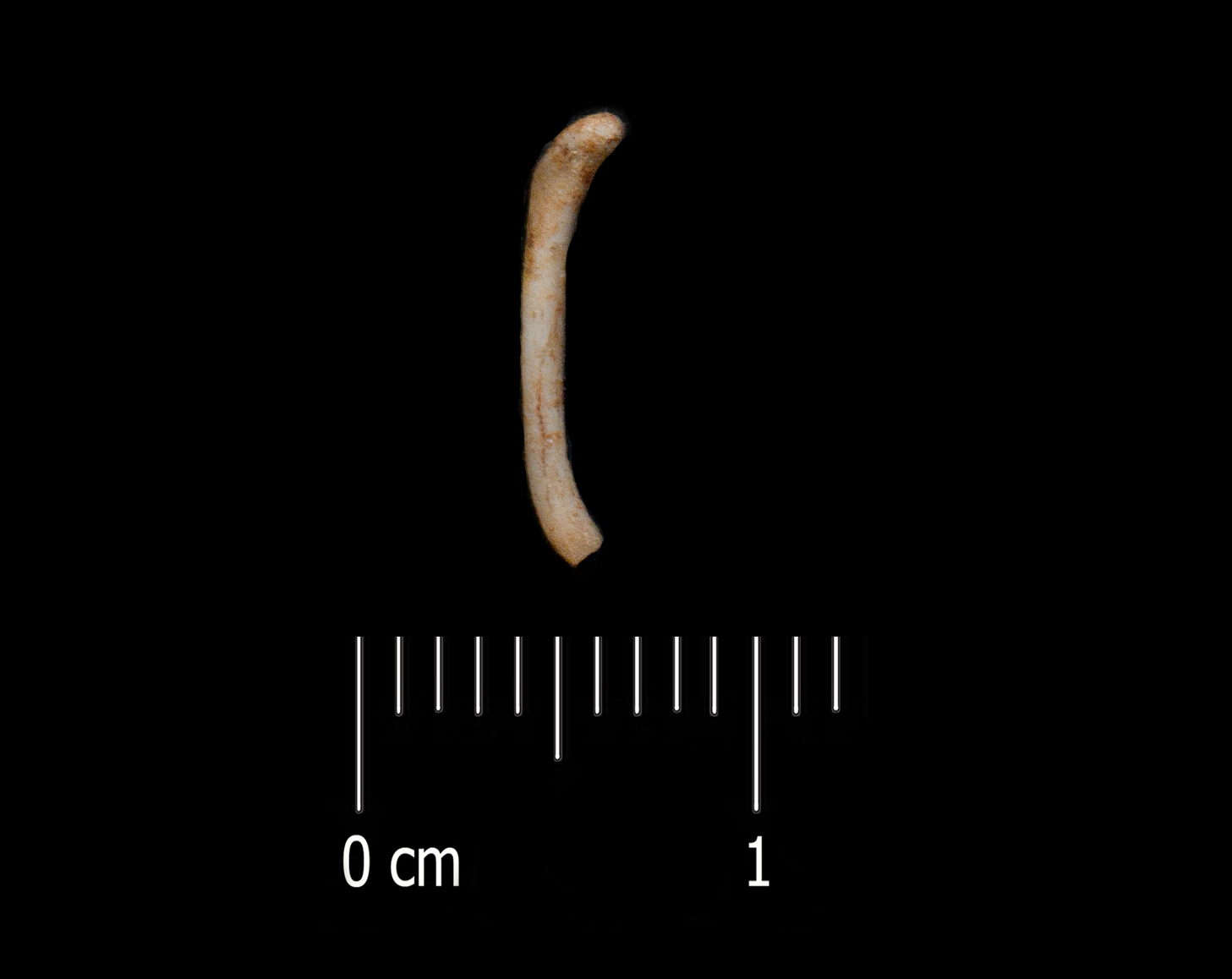 Fossile (clavicola, esemplare)