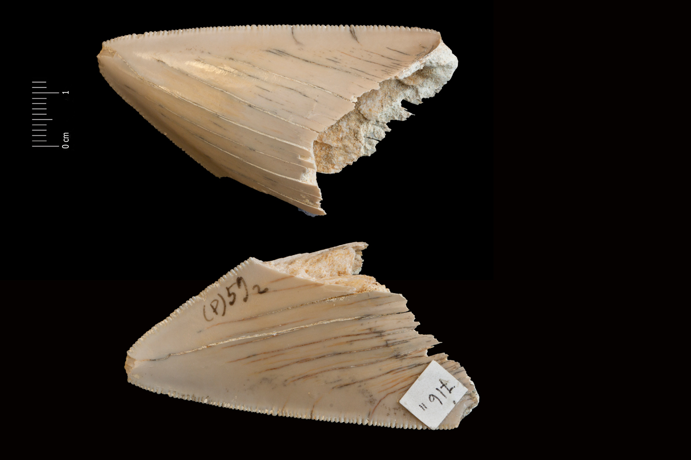 Fossile (denti di squalo, esemplare)