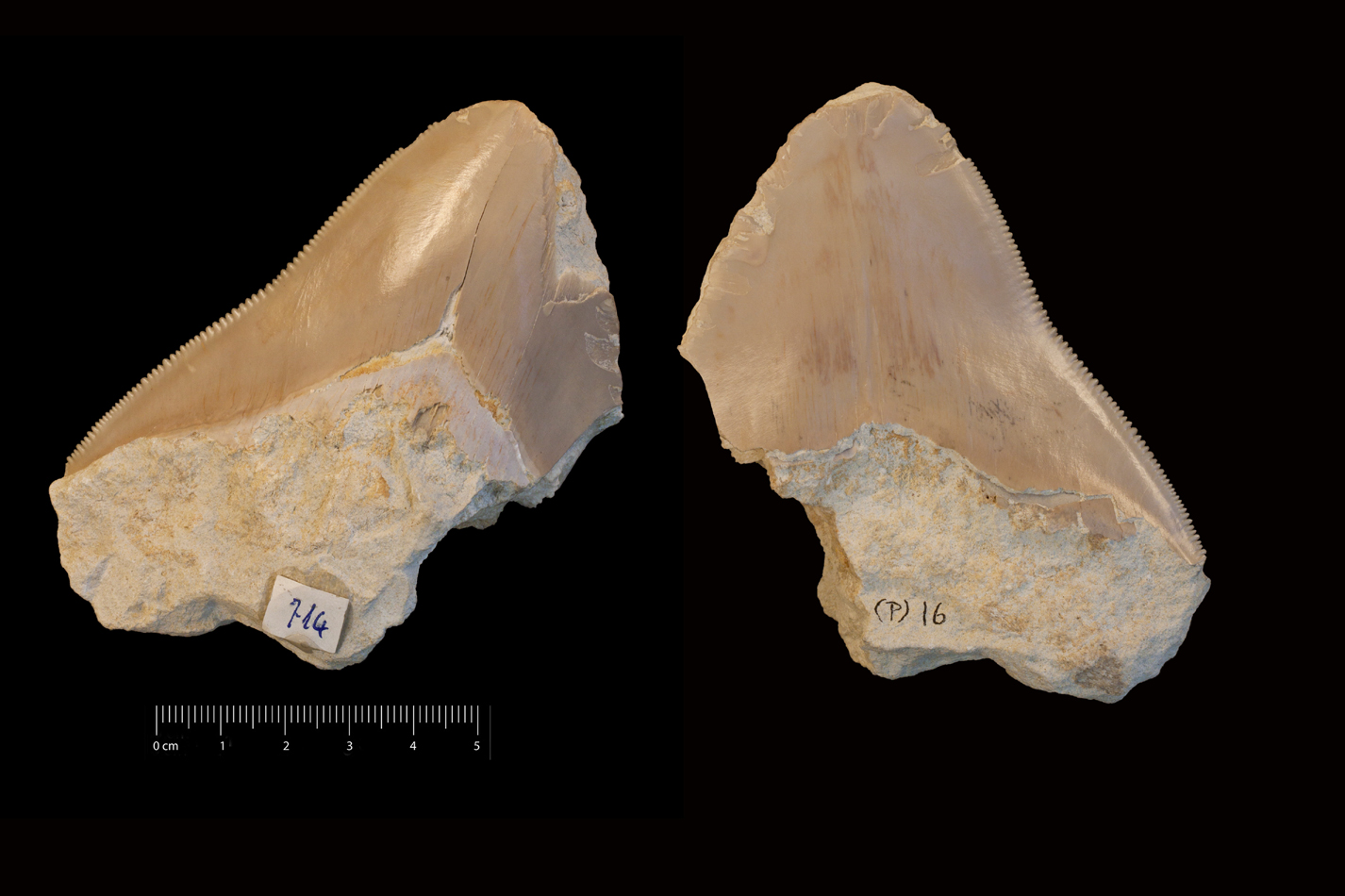 Fossile (dente di squalo, esemplare)