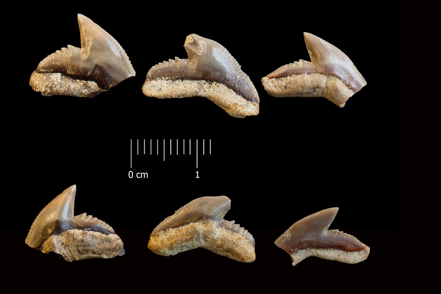 Fossile (denti di squalo, serie)