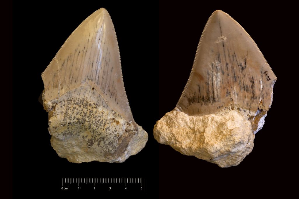 Fossile (dente di squalo, esemplare)