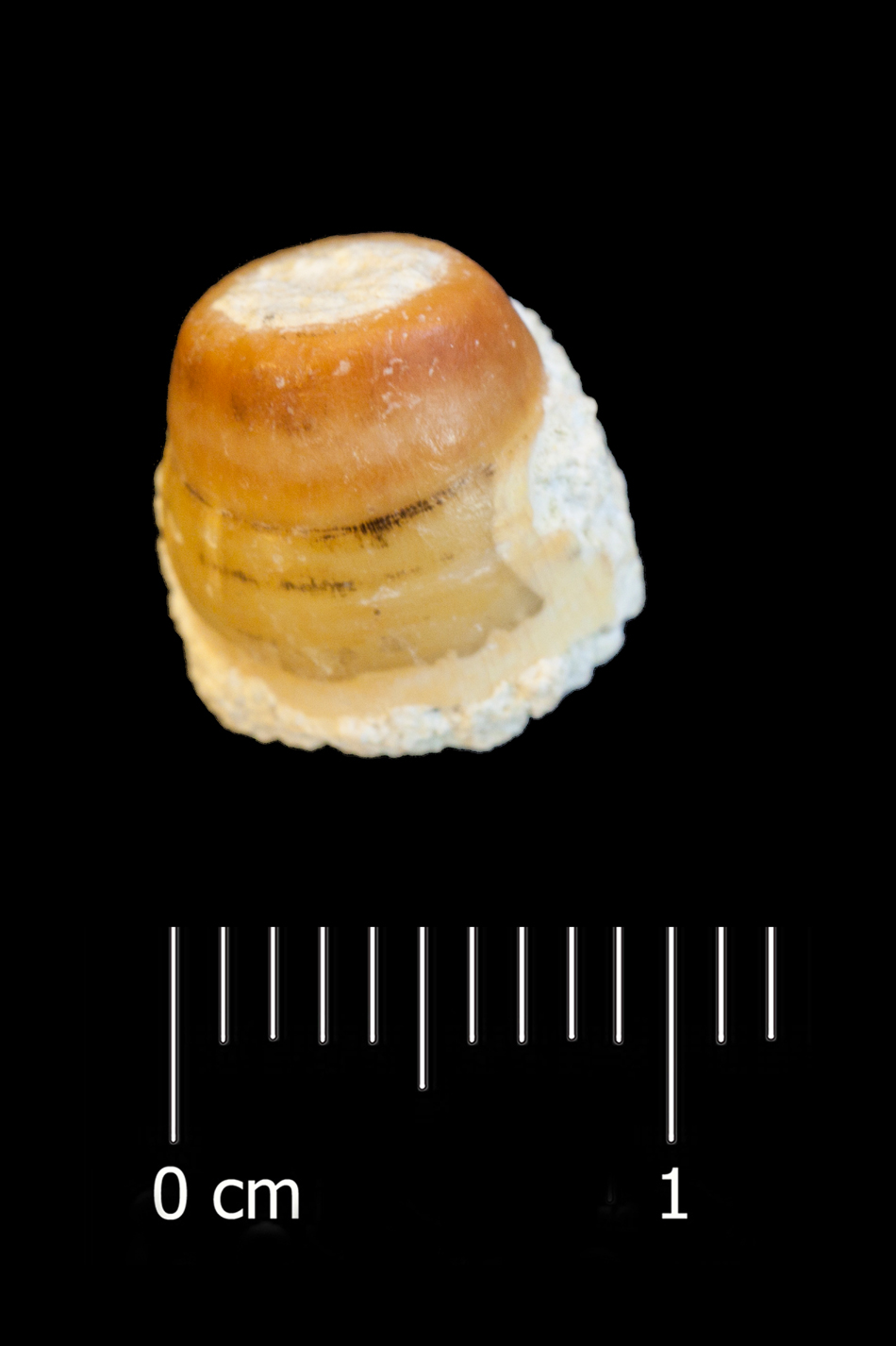 Fossile (dente di orata, esemplare)